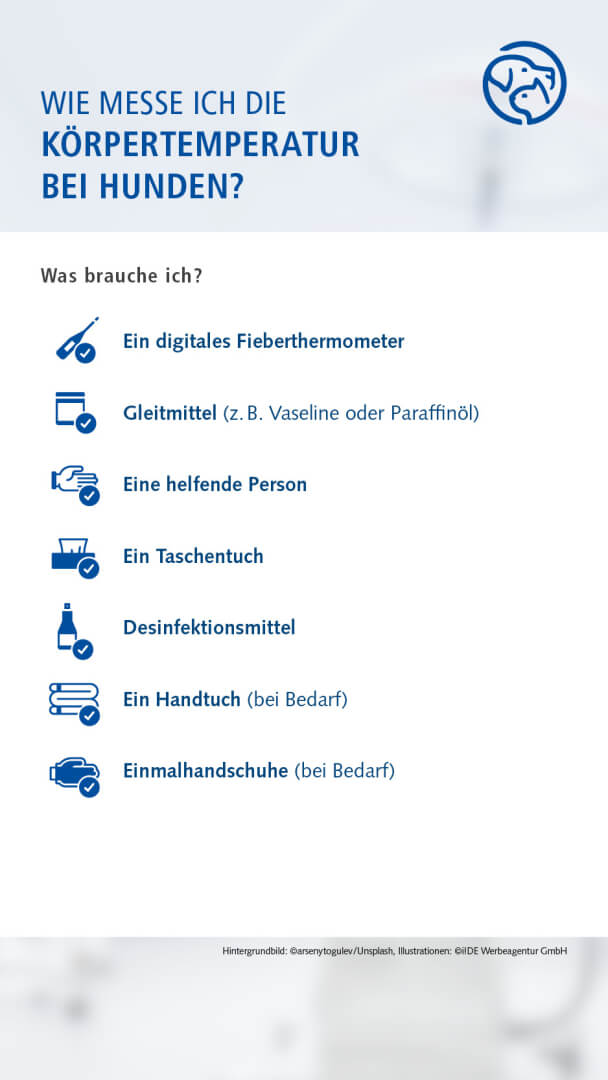 Anleitung Fiebermessen bei dem Hund