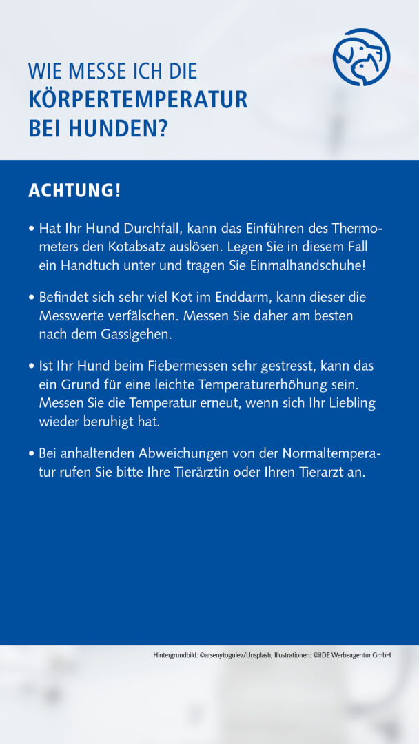 Anleitung Fiebermessen bei dem Hund