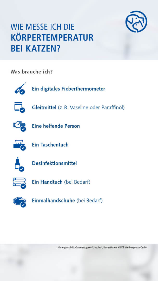 Anleitung Fiebermessen bei der Katze