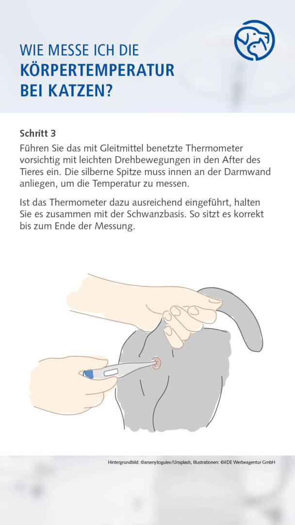 Anleitung Fiebermessen bei der Katze