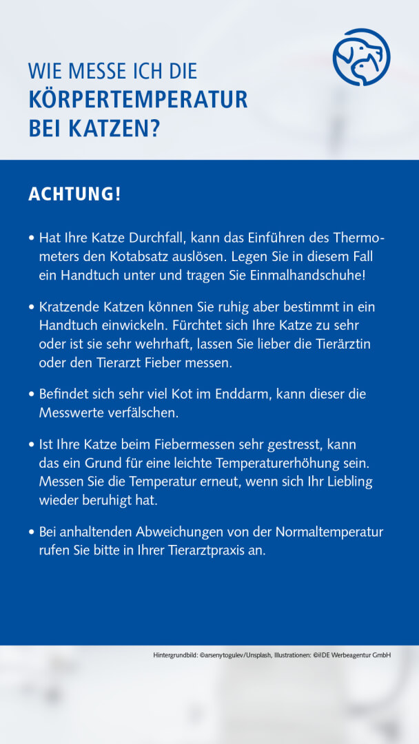 Anleitung Fiebermessen bei der Katze
