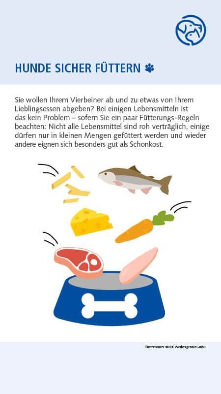 Sichere Lebensmittel für Hunde