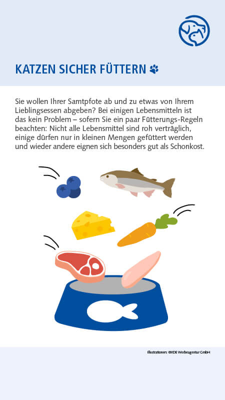 Sichere Lebensmittel für Katzen