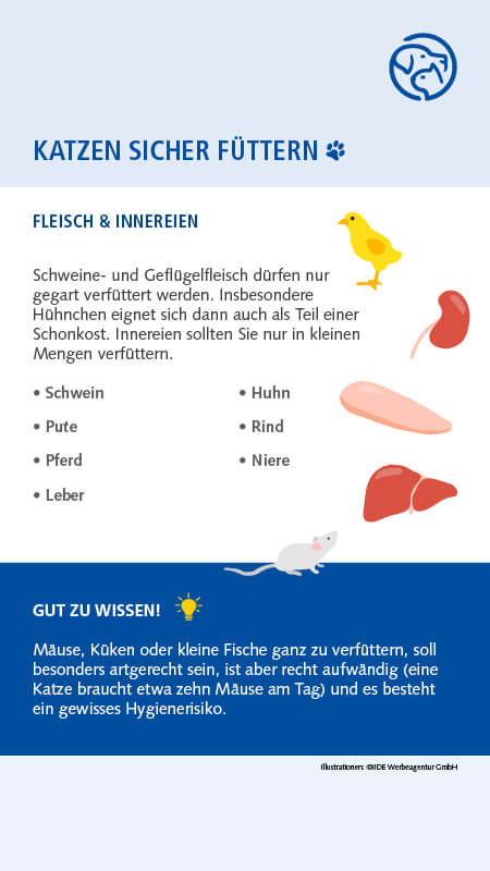 Sichere Lebensmittel für Katzen