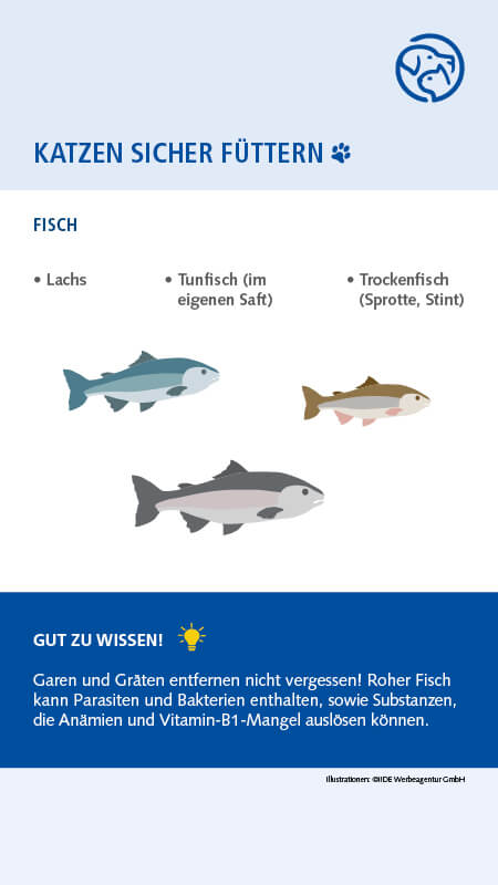 Sichere Lebensmittel für Katzen