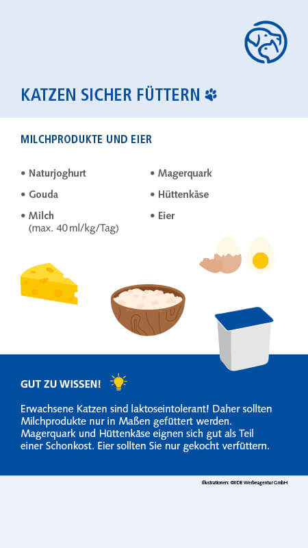 Sichere Lebensmittel für Katzen