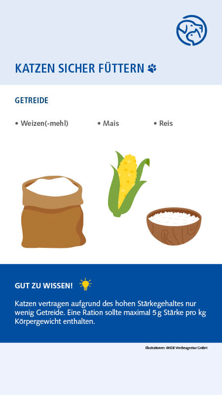 Sichere Lebensmittel für Katzen