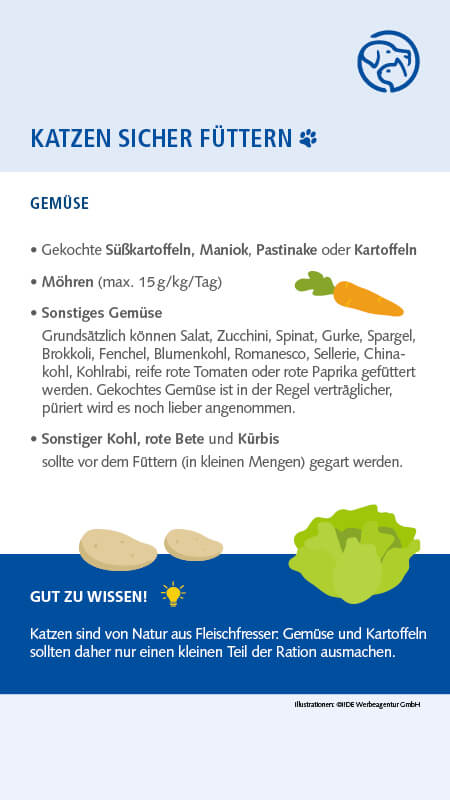 Sichere Lebensmittel für Katzen