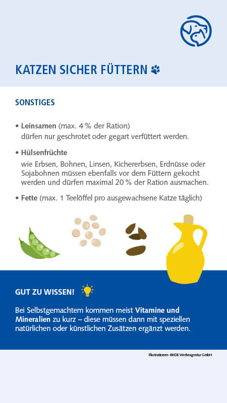 Sichere Lebensmittel für Katzen