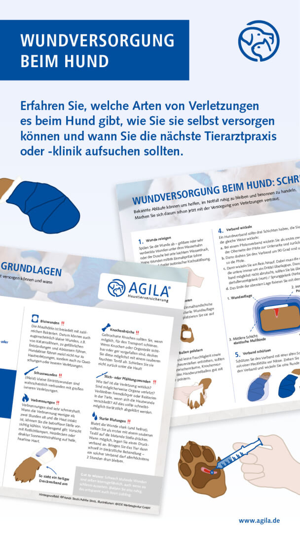 Wundversorgung beim Hund Infografik