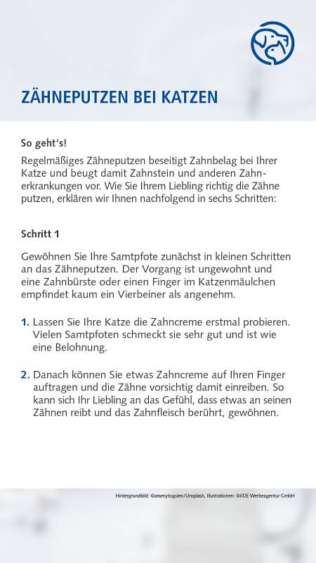 Zähneputzen bei der Katze