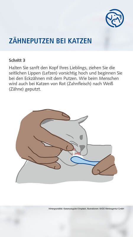 Zähneputzen bei der Katze