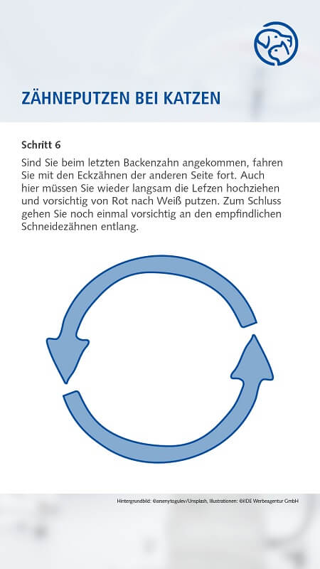 Zähneputzen bei der Katze