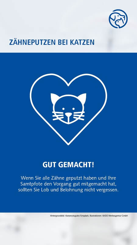 Zähneputzen bei der Katze
