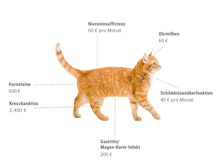 tierarztkosten