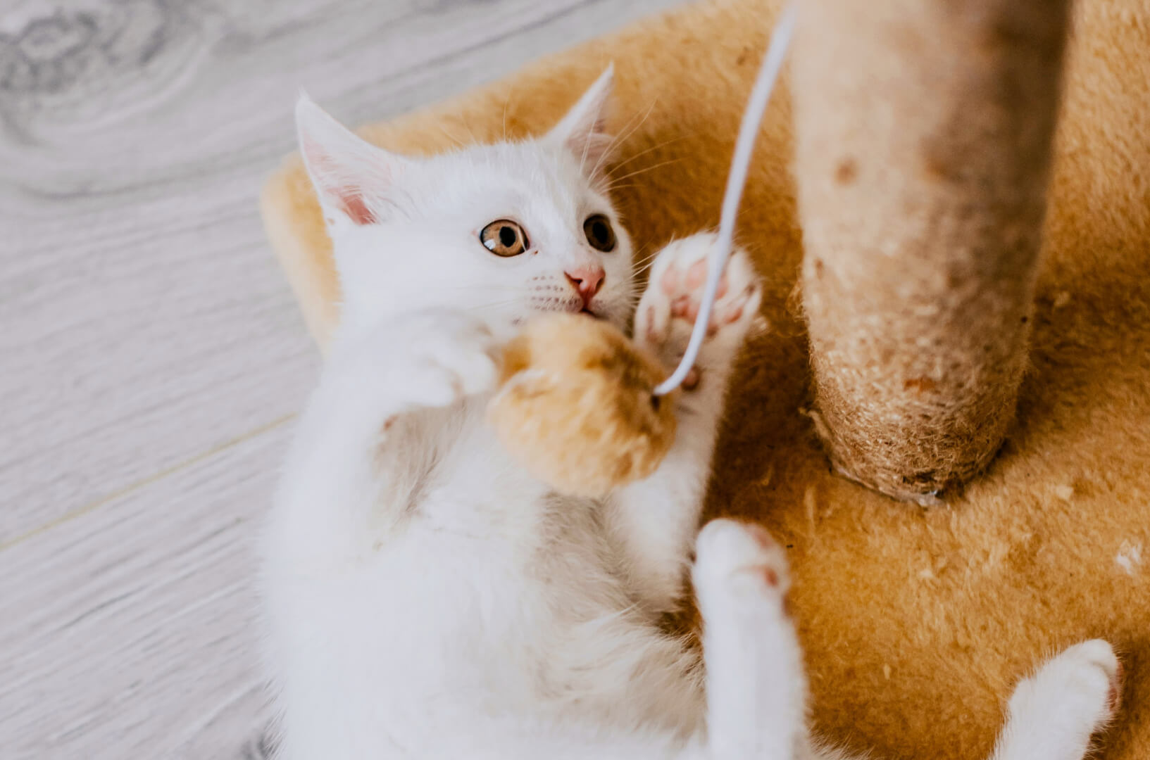 Weiße Katze spielt liegend an einem Kratzbaum