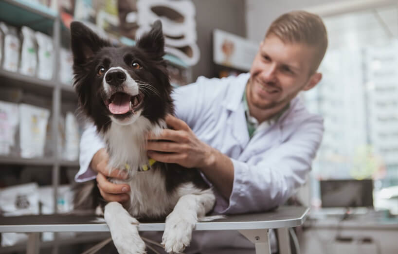 Tierarzt für Hunde und Katzen