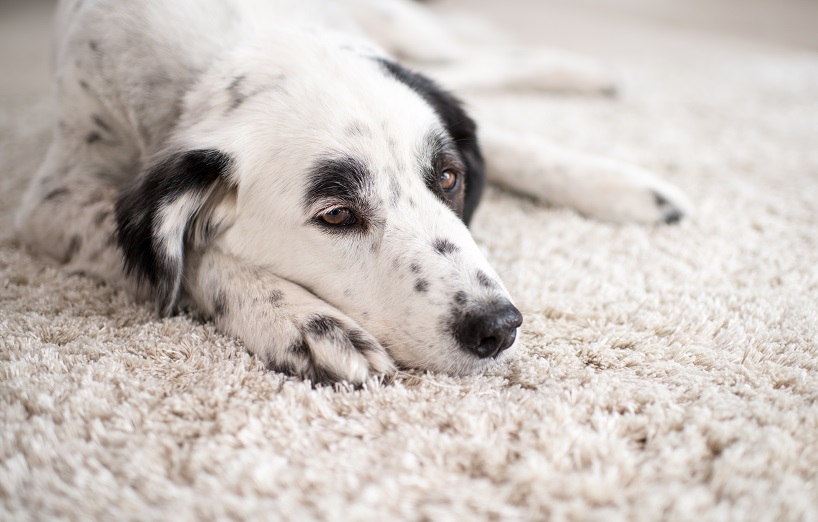 Anaplasmose beim Hund