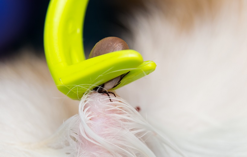 Babesiose bei der Katze