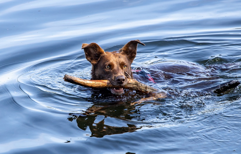Blaualgen - giftig für Hunde und Katzen