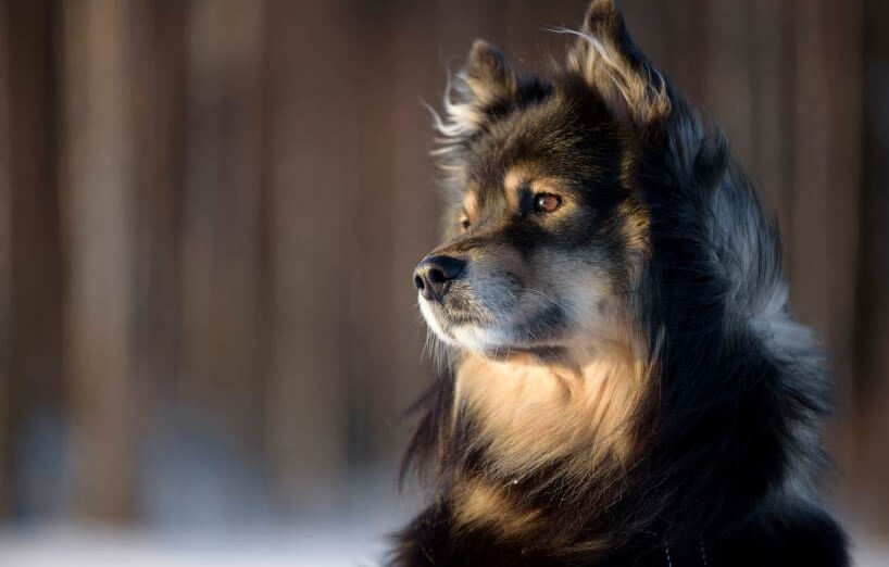 Finnischer Lapphund