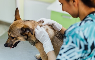 Hautuntersuchung Hund und Katze