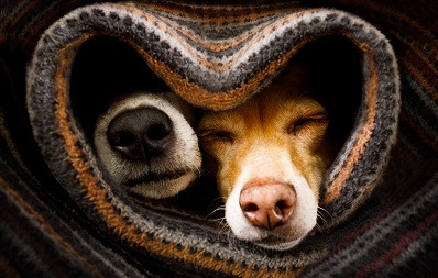 Herzerkrankungen bei Hund und Katze