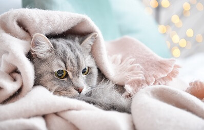 Kehlkopfentzündung bei Katzen: Laryngitis bei Katzen