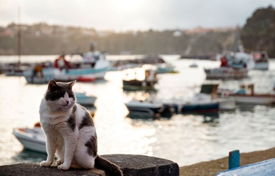 Leishmaniose bei Katzen