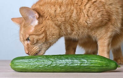 Rote Katze schnuppert neugierig an Gemüsegurke