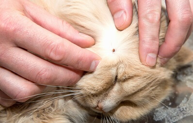 Zecken bei Hunden und Katzen