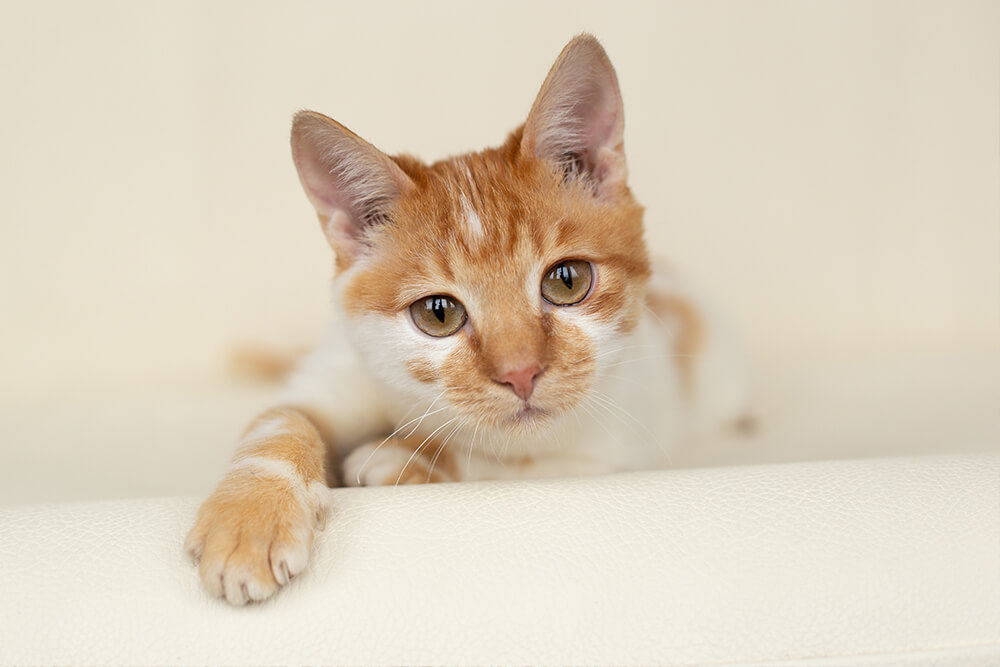 Katzenversicherung-mobile