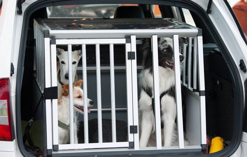 Autofahren mit Hund – AGILA