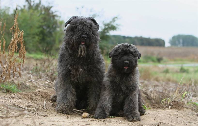 Bouvier Des Flandres Agila