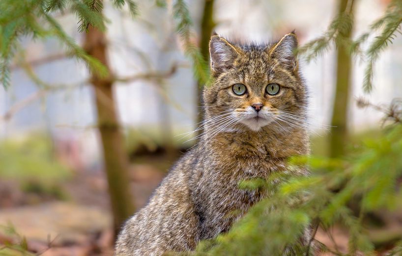 Die Europaische Wildkatze Felis Silvestris Silvestris Agila