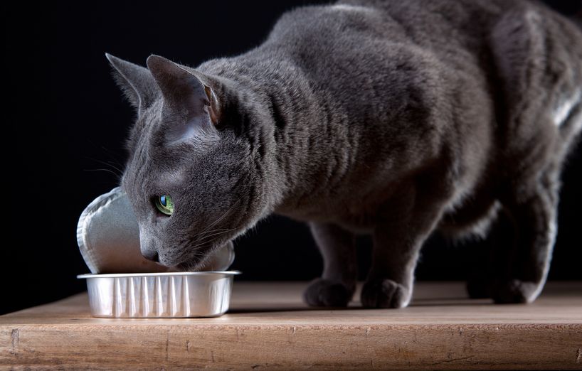 Das Beste für meine Katze – Feuchtfutter im Test - AGILA