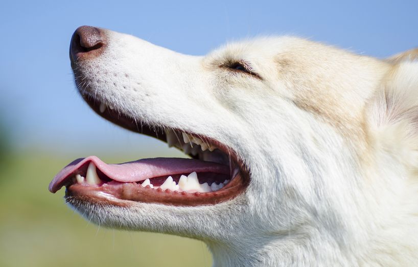 Gewinnspiel: Entspannte Zahnpflege für Haustiere mit emmi ...