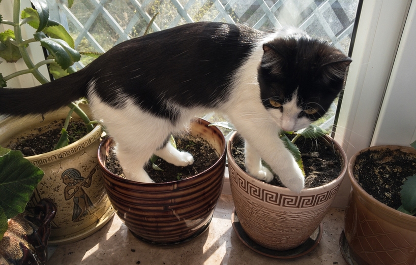 Wie Katzenhalter Ihr Haus Fur Stubentiger Sicher Machen Agila