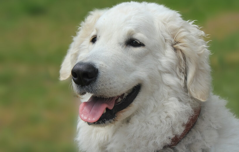 Kuvasz