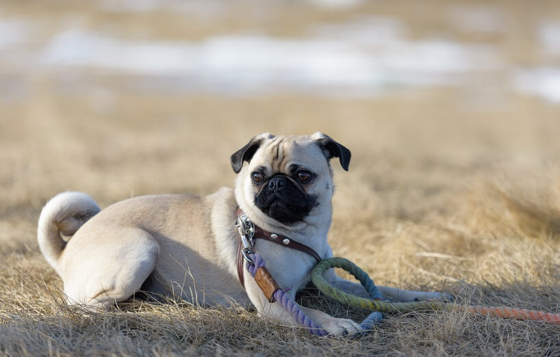 Hunderasse Mops