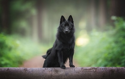 Schipperke (Hunderasse)
