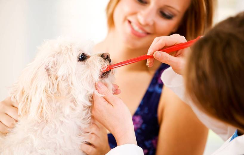 zahnschmerzen hund symptome
