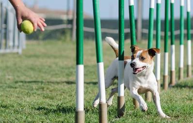 Agility Hundesport