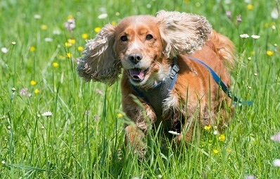 Cocker Spaniel