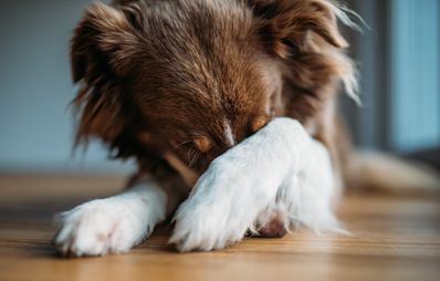 Angst beim Hund: Flooding als bedenkliche Trainings-Methode