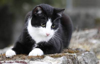 Artgerechte Katzenhaltung