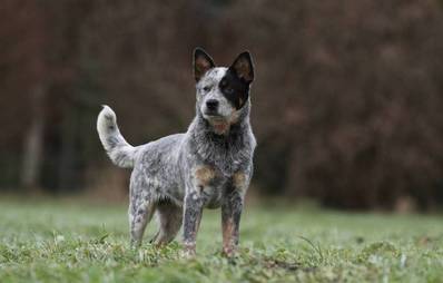 Australien Cattle Dog