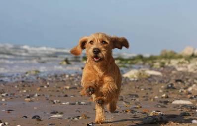 Basset fauve de Bretagne