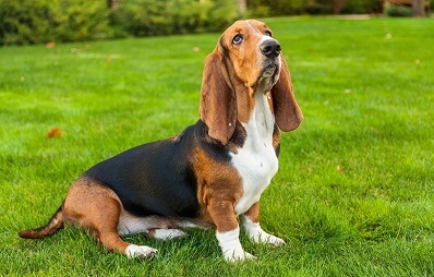 Basset Hound
