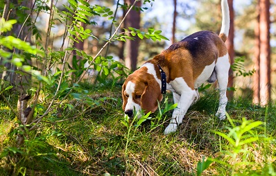 Beagle Hunderasse